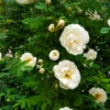 Buy Creeping, Climbing Rose (Red, Pink or White) - Pack of 3 from Nursery Nisarga