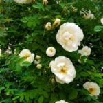 Buy Creeping, Climbing Rose (Red, Pink or White) - Pack of 3 from Nursery Nisarga