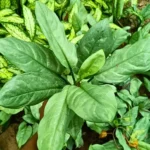 Buy Dieffenbachia Silver Blue Steel - Plant from Nursery Nisarga