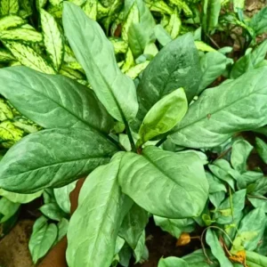 Buy Dieffenbachia Silver Blue Steel - Plant from Nursery Nisarga