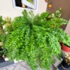 Buy Fish Tail Fern , Nephrolepis Biserrata - Plant from Nursery nisarga
