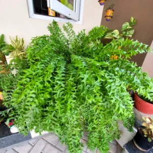 Buy Fish Tail Fern , Nephrolepis Biserrata - Plant from Nursery nisarga