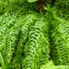 Buy Fish Tail Fern , Nephrolepis Biserrata - Plant from Nursery nisarga