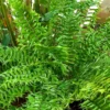 Buy Fish Tail Fern , Nephrolepis Biserrata - Plant from Nursery nisarga