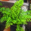 Buy Fish Tail Fern , Nephrolepis Biserrata - Plant from Nursery nisarga