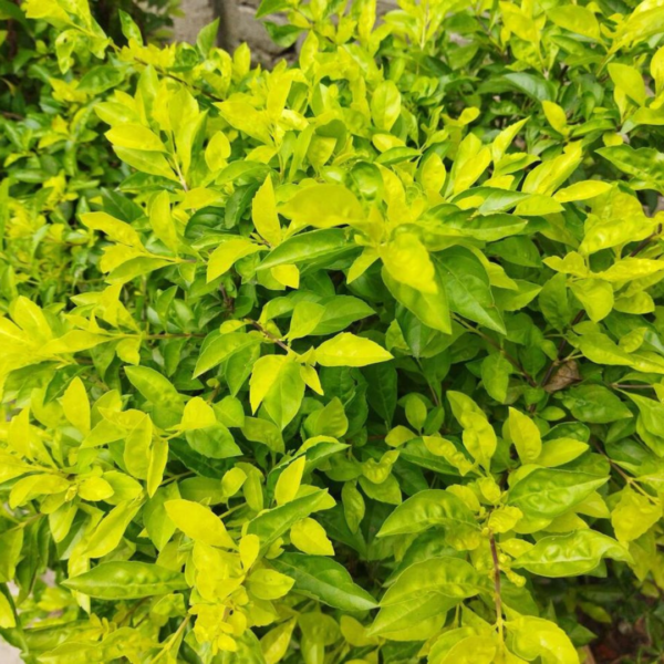 Buy Golden Duranta Hedge, sheena's gold - Plant from Nursery nisarga