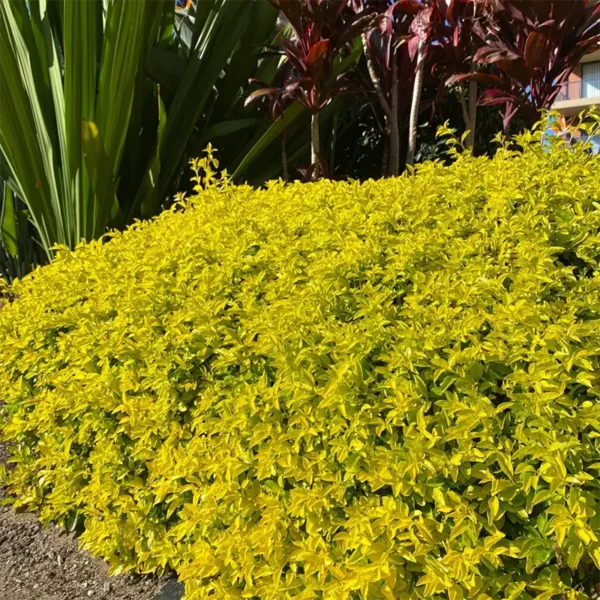 Buy Golden Duranta Hedge, sheena's gold - Plant from Nursery nisarga