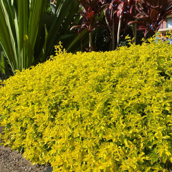 Buy Golden Duranta Hedge, sheena's gold - Plant from Nursery Nisarga
