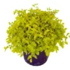 Buy Golden Duranta Hedge, sheena's gold - Plant from Nursery nisarga