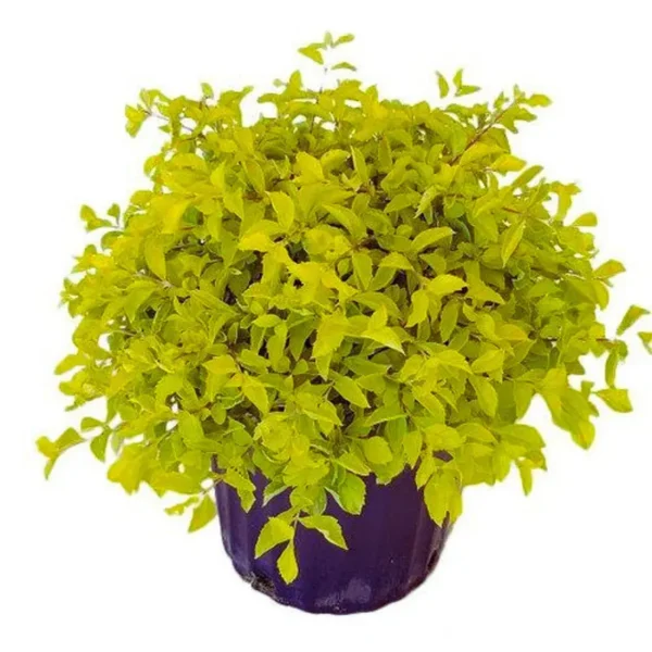 Buy Golden Duranta Hedge, sheena's gold - Plant from Nursery nisarga