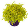 Buy Golden Duranta Hedge, sheena's gold - Plant from Nursery Nisarga