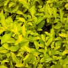 Buy Golden Duranta Hedge, sheena's gold - Plant from Nursery nisarga