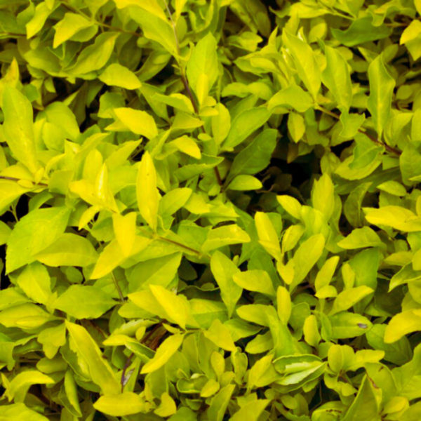Buy Golden Duranta Hedge, sheena's gold - Plant from Nursery Nisarga
