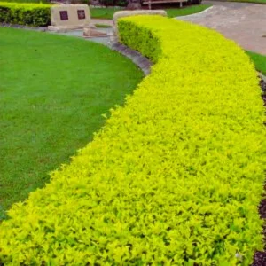 Buy Golden Duranta Hedge, sheena's gold - Plant from Nursery nisarga