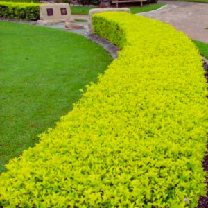 Buy Golden Duranta Hedge, sheena's gold - Plant from Nursery Nisarga