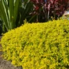 Buy Golden Duranta Hedge Plant (wholesale) from Nursery nisarga