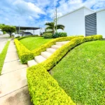 Buy Golden Duranta Hedge Plant (wholesale) from Nursery nisarga