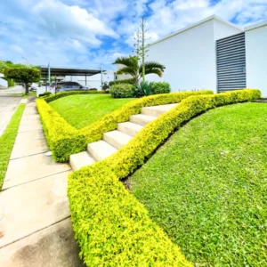 Buy Golden Duranta Hedge Plant (wholesale) from Nursery nisarga