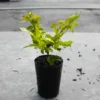 Buy Golden Duranta Hedge, sheena's gold - Plant from Nursery nisarga