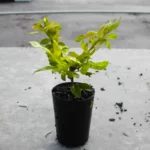 Buy Golden Duranta Hedge, sheena's gold - Plant from Nursery nisarga