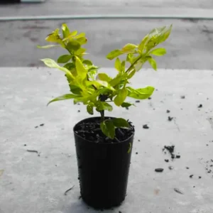 Buy Golden Duranta Hedge, sheena's gold - Plant from Nursery nisarga