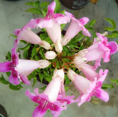 Buy Honeysuckle,Tecoma Pink Vine – Plant from Nursery Nisarga