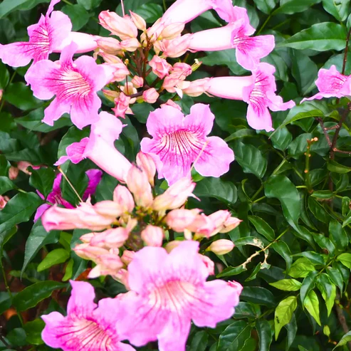 Buy Honeysuckle,Tecoma Pink Vine – Plant from Nursery Nisarga