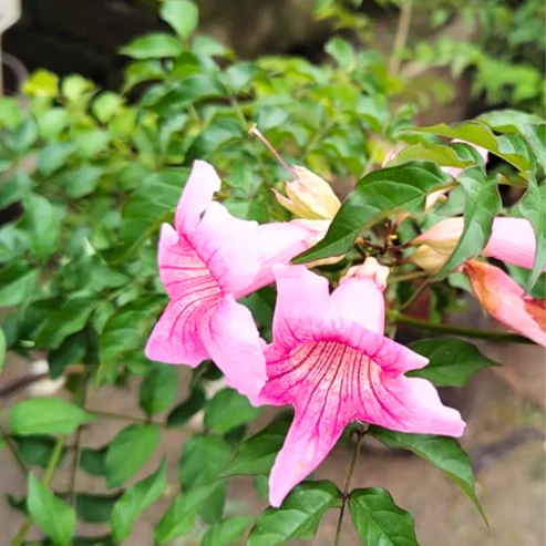 Buy Honeysuckle,Tecoma Pink Vine – Plant from Nursery Nisarga