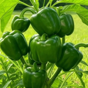 Buy Capsicum,Bell pepper(Shimla Mirch) -Seeds from nursery nisarga