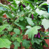 Buy Long Brinjal, Eggplant - Seeds From nursery nisarga