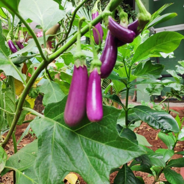 Buy Long Brinjal, Eggplant - Seeds From nursery nisarga