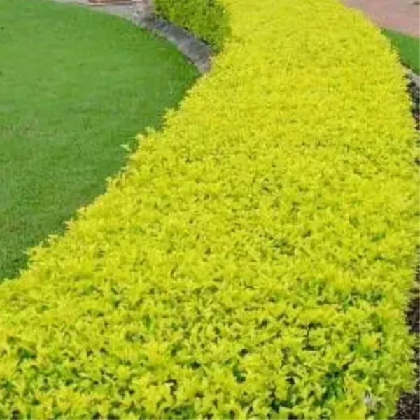 Buy Golden Duranta Hedge, sheena's gold - Plant from Nursery nisarga