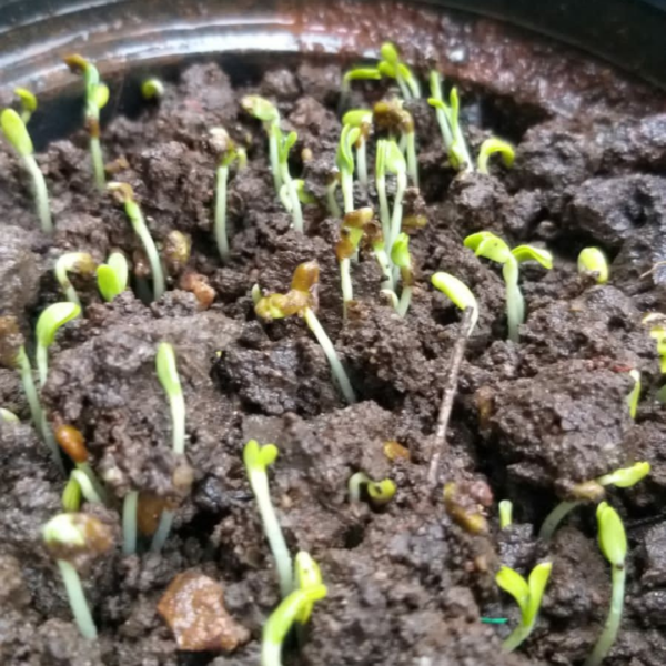 Buy Long Brinjal, Eggplant - Seeds From nursery nisarga