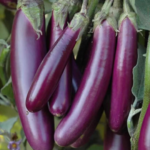 Buy Long Brinjal, Eggplant - Seeds From nursery nisarga