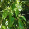 Buy Camphor, Cinnamomum camphora, Kapoor - Plant from Nursery Niisarga