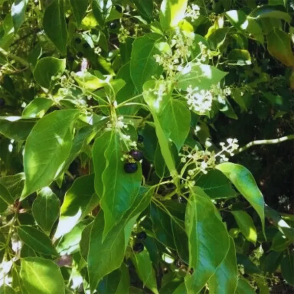 Buy Camphor, Cinnamomum camphora, Kapoor - Plant from Nursery Niisarga