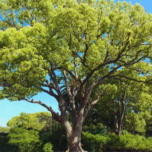 Buy Camphor, Cinnamomum camphora, Kapoor - Plant from Nursery Niisarga