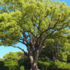 Buy Camphor, Cinnamomum camphora, Kapoor - Plant from Nursery Niisarga