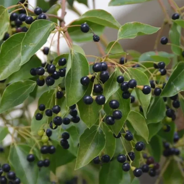 Buy Camphor, Cinnamomum camphora, Kapoor - Plant from Nursery Niisarga