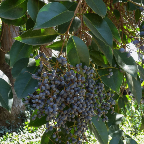 Buy Camphor, Cinnamomum camphora, Kapoor - Plant from Nursery Niisarga