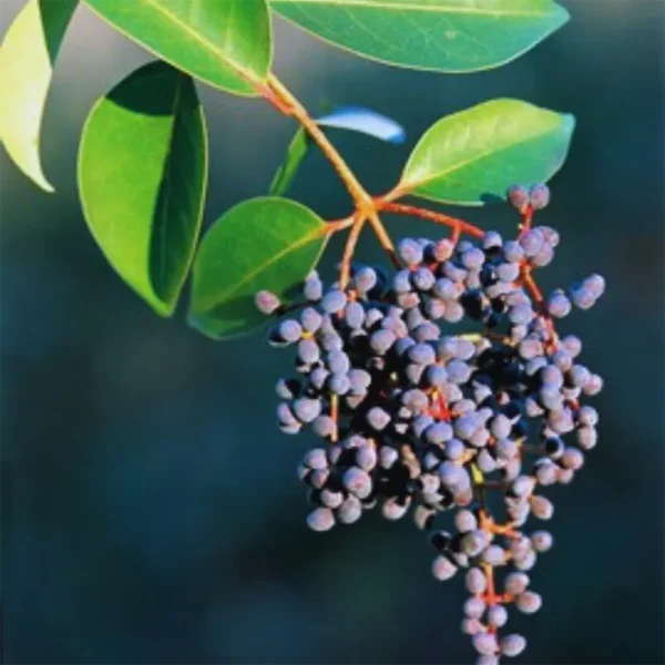 Buy Camphor, Cinnamomum camphora, Kapoor - Plant from Nursery Niisarga