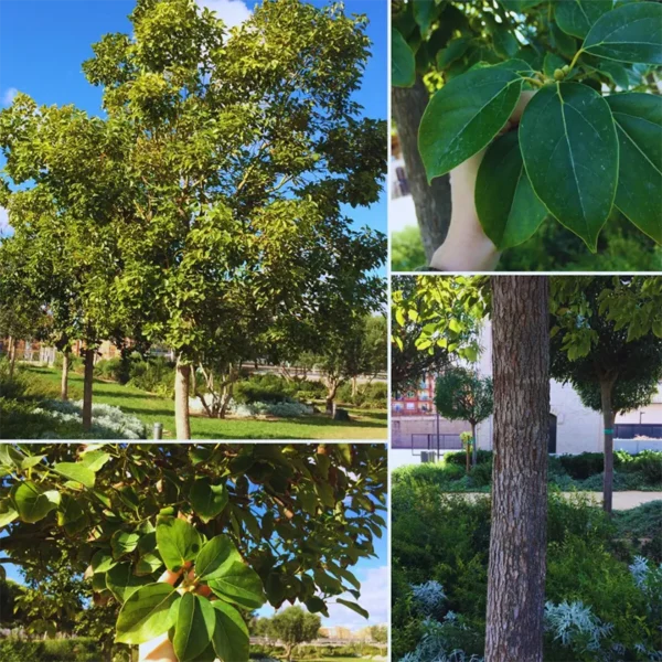 Buy Camphor, Cinnamomum camphora, Kapoor - Plant from Nursery Niisarga