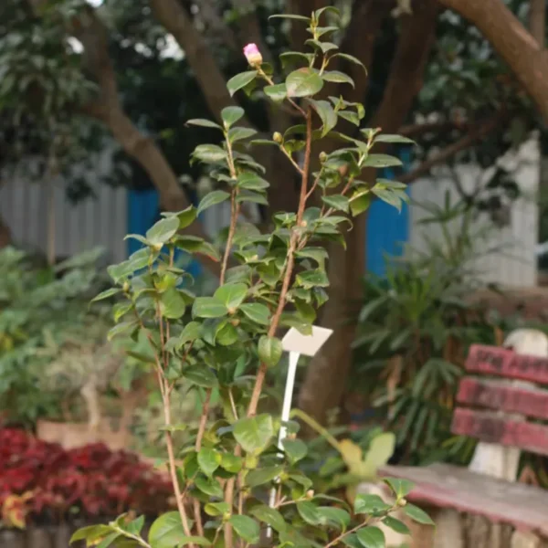 Buy Camellia , Camellia spp - Plant from Nursery Nisarga