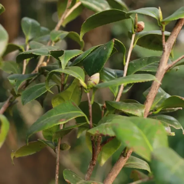 Buy Camellia , Camellia spp - Plant from Nursery Nisarga