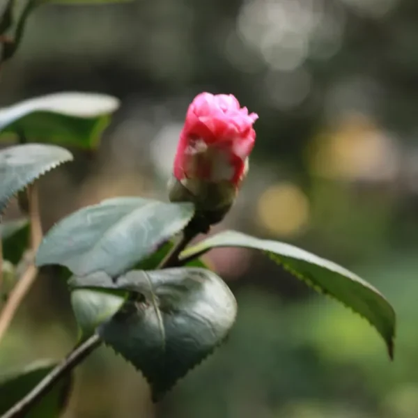 Buy Camellia , Camellia spp - Plant from Nursery Nisarga