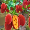 Buy Red Jackfruit (Artocarpus heterophyllus) - Plant from Nursery Nisarga