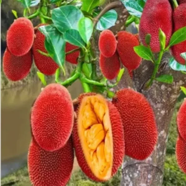 Buy Red Jackfruit (Artocarpus heterophyllus) - Plant from Nursery Nisarga