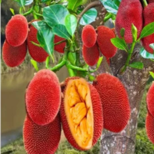 Buy Red Jackfruit (Artocarpus heterophyllus) - Plant from Nursery Nisarga