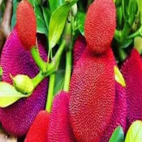 Buy Red Jackfruit (Artocarpus heterophyllus) - Plant from Nursery NisargaBuy Red Jackfruit (Artocarpus heterophyllus) - Plant from Nursery Nisarga