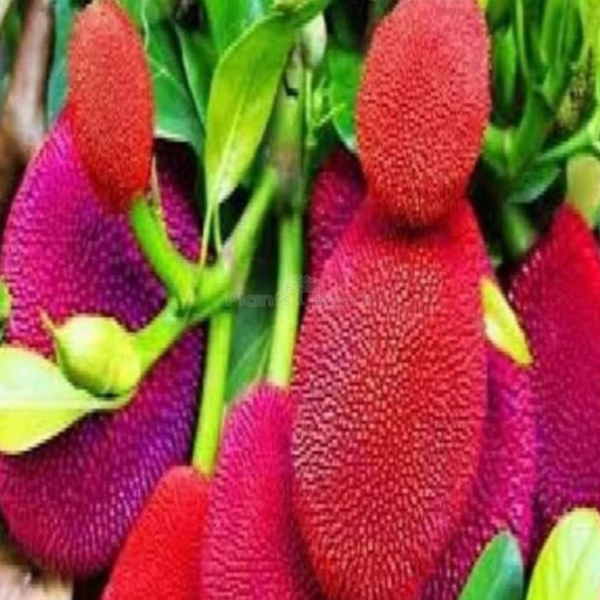 Buy Red Jackfruit (Artocarpus heterophyllus) - Plant from Nursery Nisarga